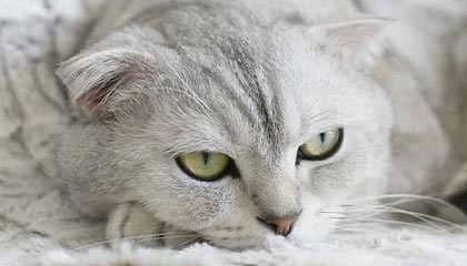 爱游戏在线娱乐官网-法国战平后，晋级希望寄托于他人，法国战役之后